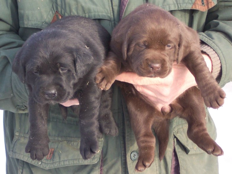 Labrador-Welpen