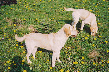 unsere Labbies!